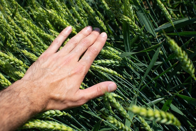 Farmer touching wheat with his hand