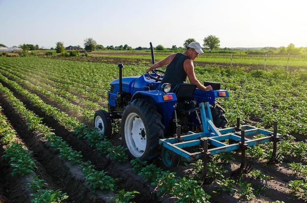 A farmer on a tractor cultivates a potato plantation Young potatoes bushes Agroindustry and agribusiness Farm machinery Plowing and loosening ground Crop care soil quality improvement