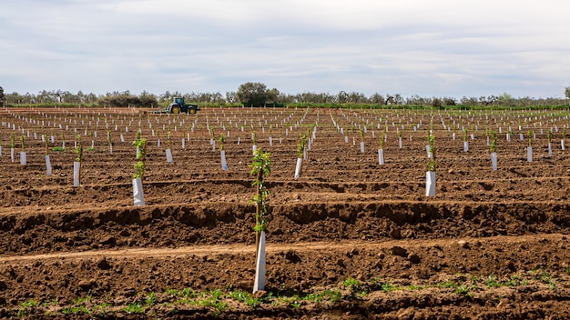 Farmer in tractor preparing land with seedbed cultivator Traditional plantation