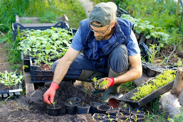 farmer transplanting plants. Seedbed of seedling of peppers in pots.