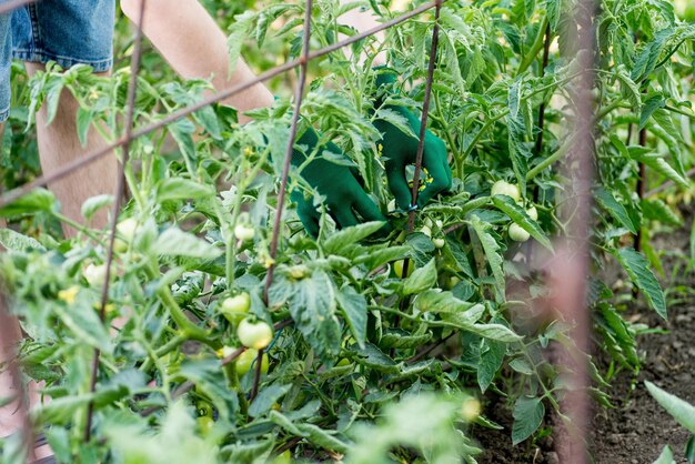 農夫が庭でトマトの茂みを縛る