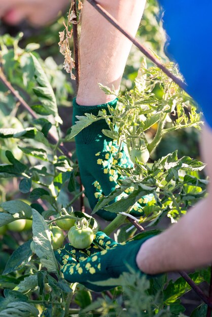 Foto agricoltore che lega i cespugli del pomodoro nel giardino