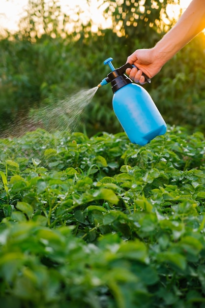 A farmer uses a mist sprayer to treat a potato plantation from\
pests and colorado potato beetles uses chemicals in agriculture\
crop processing protection and care