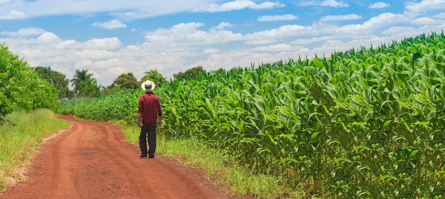 Farmer using digital tablet computer in cultivated corn field plantation