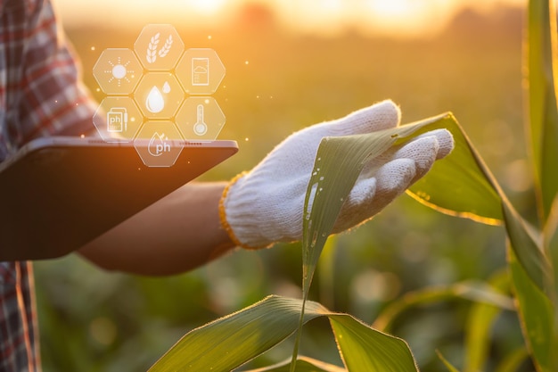 Farmer using digital tablet in corn crop cultivated field with smart farming interface icons and light flare sunset effect Smart and new technology for agriculture business concept