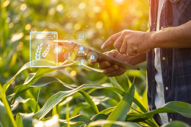 Farmer using digital tablet in corn crop cultivated field with smart farming interface icons and light flare sunset effect Smart and new technology for agriculture business concept