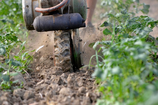 농장에서 감자나무를 재배하기 위해 토양을 파기 위해 모토 컬티베이터를 사용하는 농부 농업 및 정원 개념
