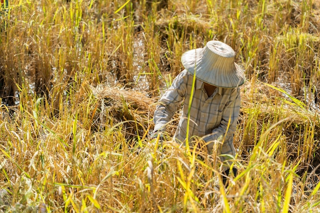 Farmer using sickle to harvesting rice 