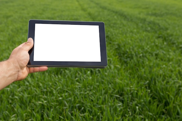 Farmer using tablet computer in green wheat field. White screen.