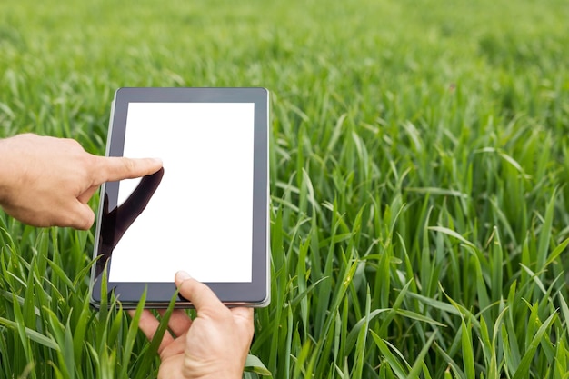 Agricoltore che utilizza computer tablet nel campo di grano verde. schermo bianco.