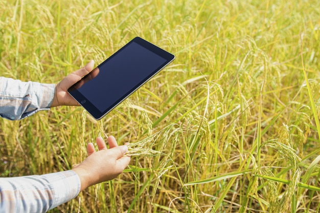 농장에서 자라는 쌀을 검사하는 태블릿 기술을 사용하는 농부