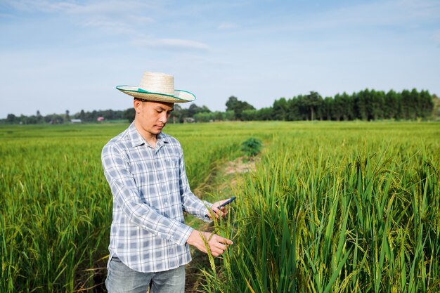 Farmer walk to inspect rice trees on the rice farm.