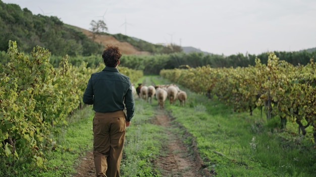 Farmer walking grape plantation following sheep flock winegrowing concept