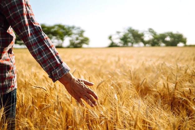 Farmer Walking Through Field Checking Wheat CropWheat Sprouts In Farmers Hand