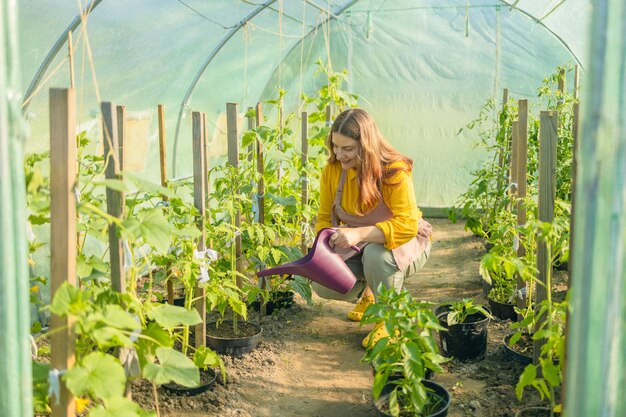 家の世話をする温室の自家製有機野菜の有機トマトの苗に水をやる農家