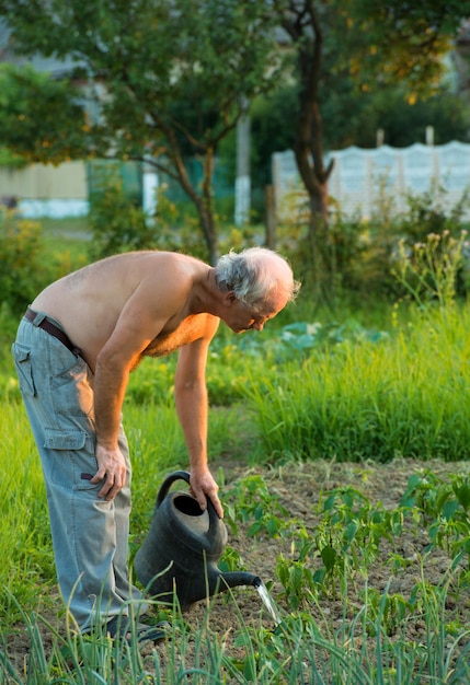 Farmer watering plants in the field