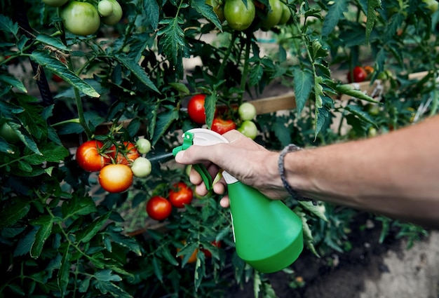 Фермер поливает помидоры