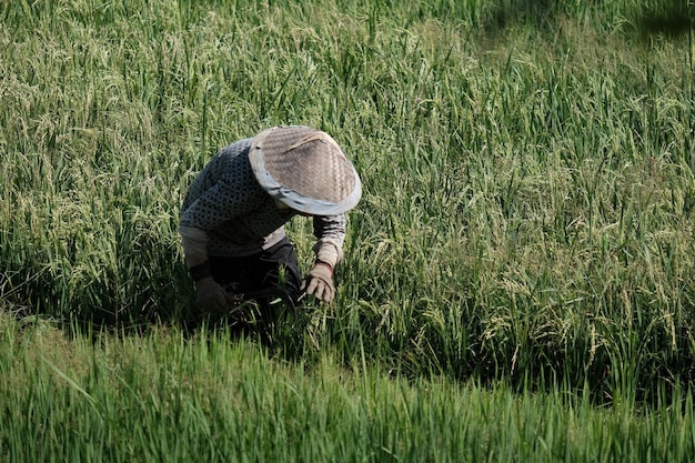 A farmer wearing a bamboo hat is in a large rice field