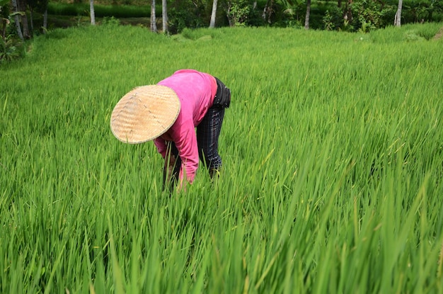 Farmer wearing traditional paddy hat working in beautiful Jatiluwih rice terrace in Bali Indonesia