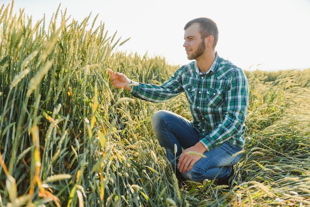 A farmer in a wheat field checks the quality of crops.