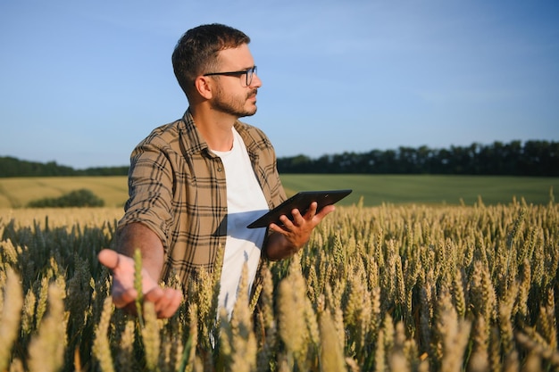 Farmer In Wheat Field At Harvest