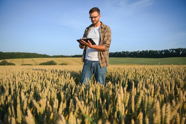 Farmer In Wheat Field At Harvest