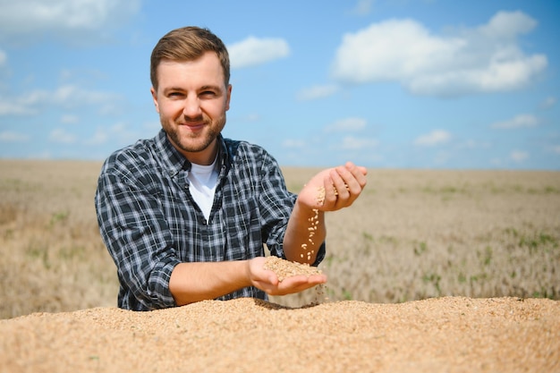 Farmer In Wheat Field Inspecting Crop Farmer in wheat field with harvester