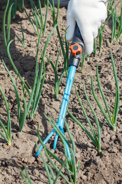 Il contadino in guanti bianchi sta allentando il terreno intorno alle cipolle verdi usando un piccolo rastrello da giardino a mano