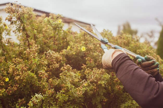 Photo farmer who make pruning of bushes with large garden shears gardening tools agricultural concept