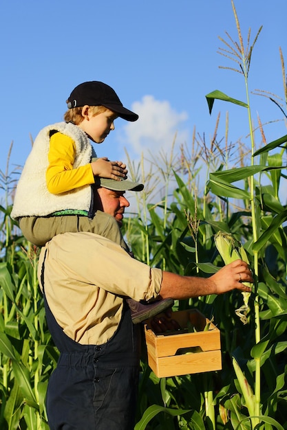 Фермер с ребенком собирает кукурузу в поле семейный праздник семейной фермы
