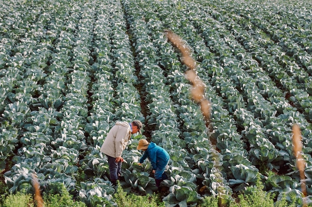 a farmer with a child inspecting a cabbage crop in a field the concept of father day