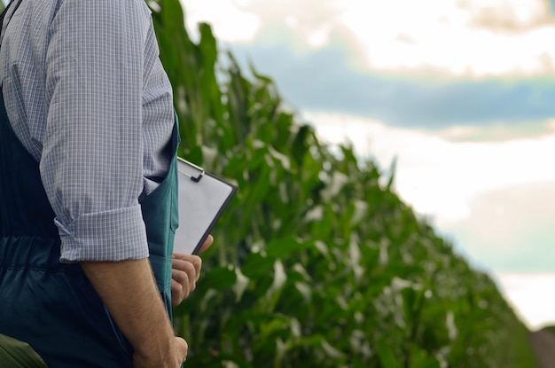 Farmer with clipboard inspecting corn at field