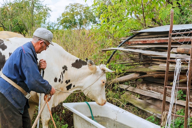 緑の野原に牛を飼っている農夫は、村でシニアの雄牛を放牧します