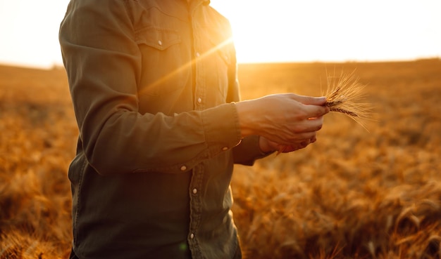 小麦畑で日没時に小麦の穂を持つ農家 農業ビジネスの収穫