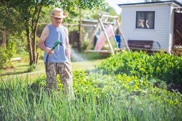 写真 ガーデンホースと銃のノズルを使った農夫が夏に野菜の植物に水を注ぐ ガーデニングコンセプト 床の列で育つ農業植物