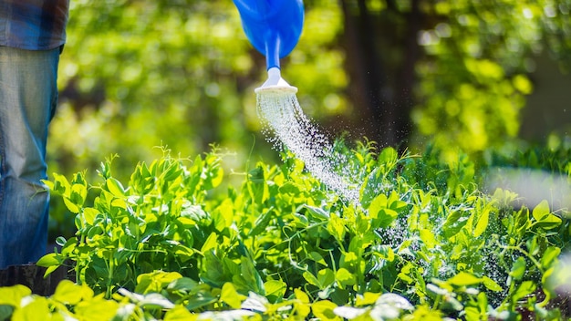 庭の水やり缶を持つ農家が夏に野菜の植物に水をやっている ガーデニングのコンセプト ベッド列で育つ農業植物