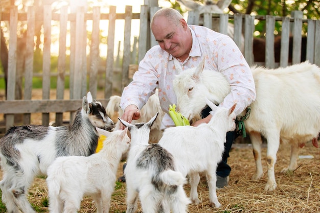 Farmer with goats An elderly man is engaged in animal husbandry works on a farm feeds livestock