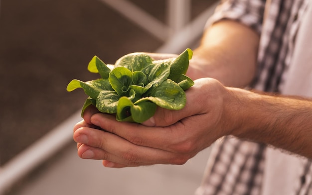 Farmer with green seedling in hothouse