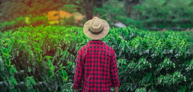 Farmer with hat in cultivated coffee field plantation