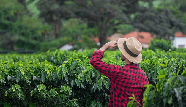 Farmer with hat in cultivated coffee field plantation