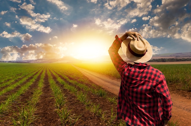 Contadino con cappello davanti alla fattoria del raccolto di mais della piantagione. operaio agricolo al campo.