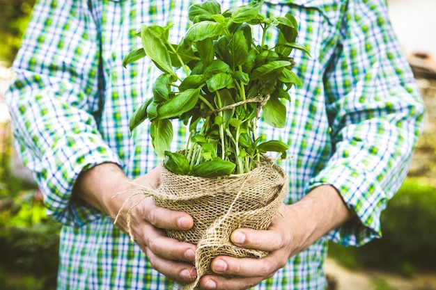 Farmer with herbs