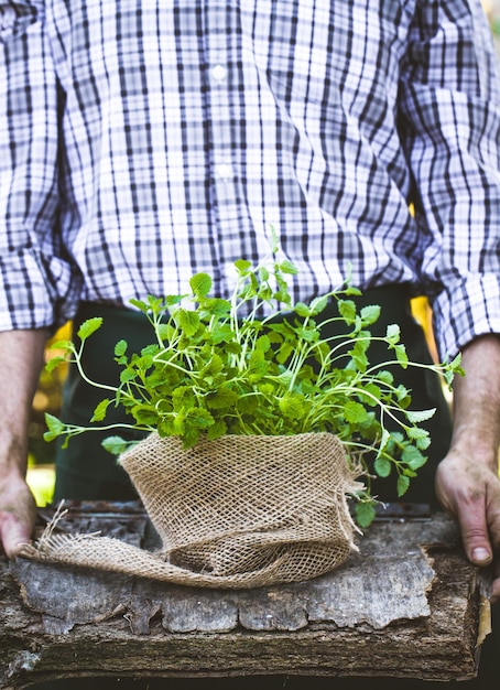 Farmer with herbs