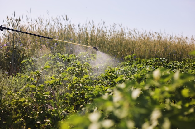 A farmer with a mist sprayer treats the potato plantation from\
pests and fungus infection. use chemicals in agriculture.\
agriculture and agribusiness. harvest processing. protection and\
care.
