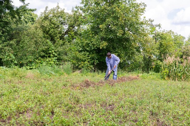 Farmer with a rake removes dry potato stalks before digging it\
out of the ground, summer autumn garden work