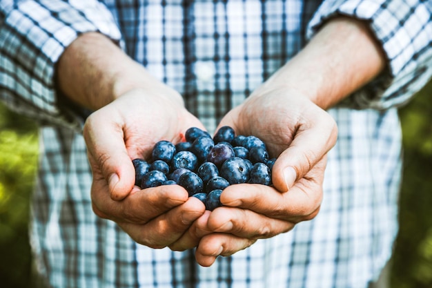 Farmer with raspberries