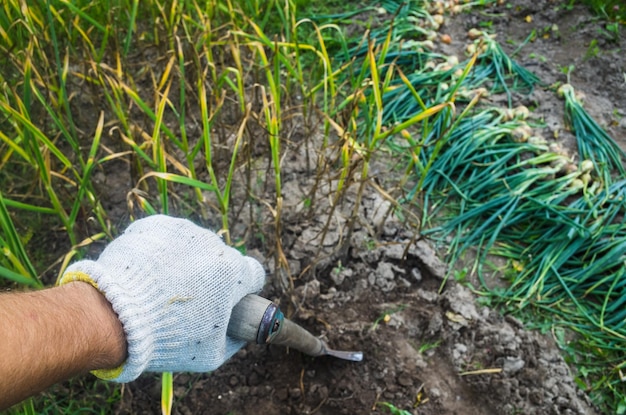 The farmer with a shovel in the garden Onion harvest collected in the garden Plantation work Autumn harvest and healthy organic food concept