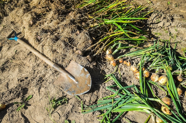 The farmer with a shovel in the garden Onion harvest collected in the garden Plantation work Autumn harvest and healthy organic food concept