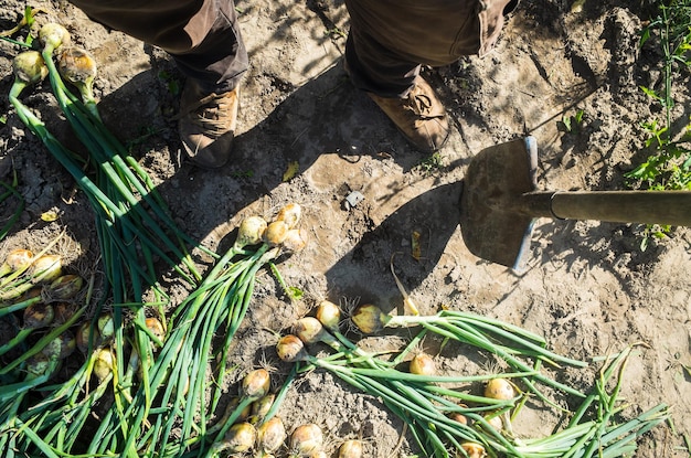 The farmer with a shovel in the garden Onion harvest collected in the garden Plantation work Autumn harvest and healthy organic food concept