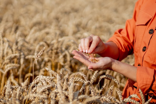 Фермер с таблеткой и пробиркой исследует растение в пшеничном поле